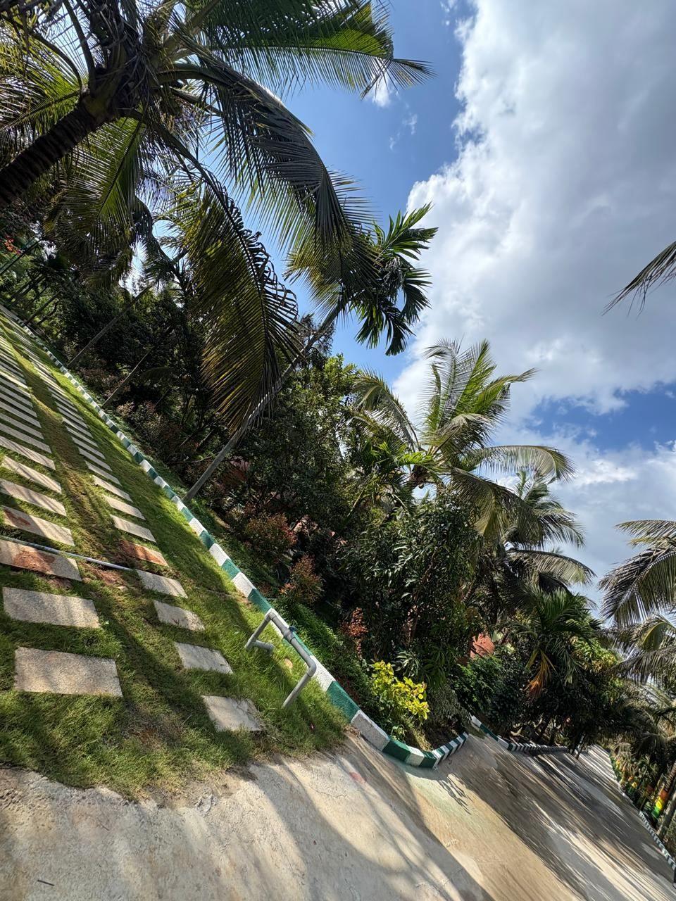 Resort pathway lined with palms